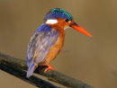 Malachite Kingfisher 